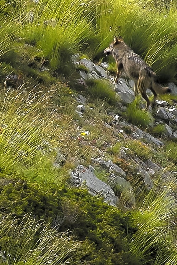 Marche avec les loups (2019) 0